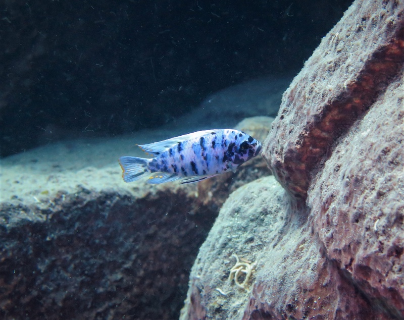 Maylandia zebra 'Likoma Island'
